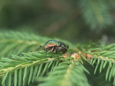 Southern pine beetle