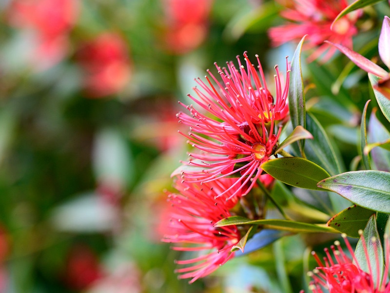 Nz Southern Rata List of New Zealand Native Plants - Flora Fauna Fun