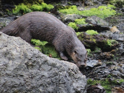 Southern river otter