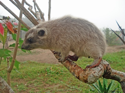 Southern Tree Hyrax