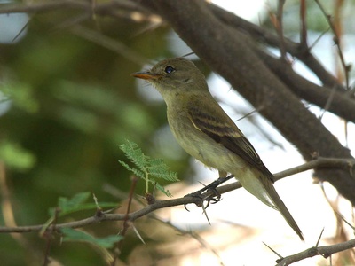 Southwestern willow flycatcher