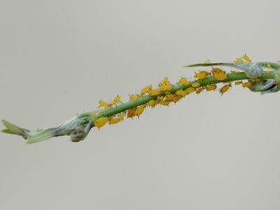 Soybean aphid