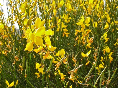Spanish broom