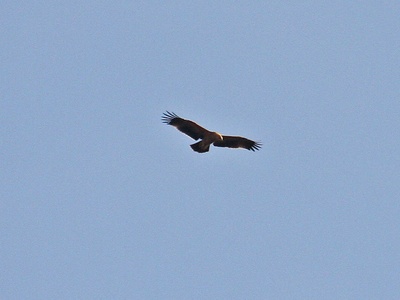 Spanish imperial eagle