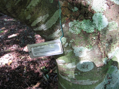 Spanish lime (Mamoncillo)