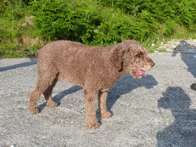 Spanish Water Dog