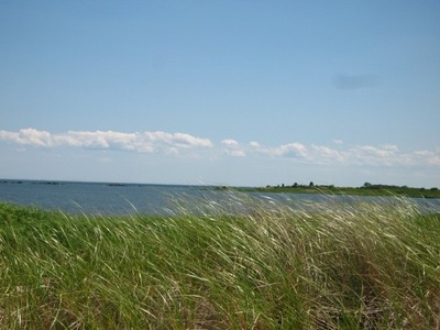 Spartina (cordgrass)
