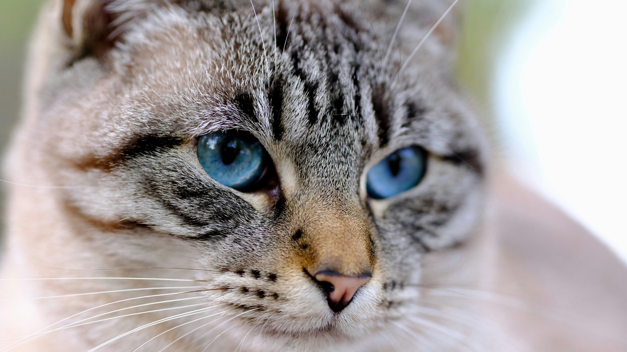 A Sphynx cat calmly interacting with a person in a clinical setting