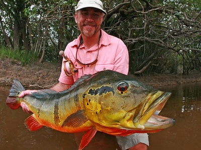 Speckled peacock bass