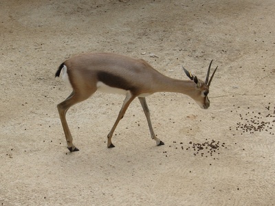 Speke's Gazelle