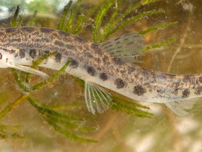 Spined loach