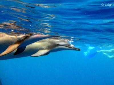Spinner Dolphin