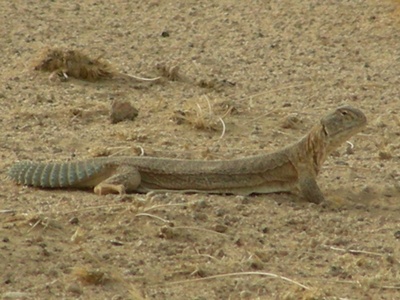 Spiny-tailed Lizard