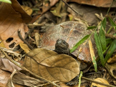Spiny Hill Terrapin