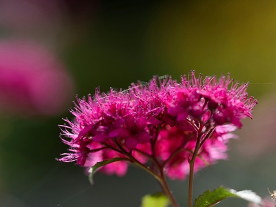 Spirea (Pink flowers)