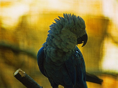 Spix's macaw