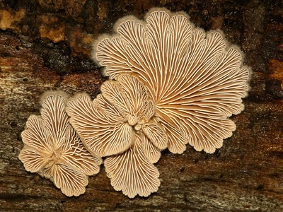 Split-gill fungus