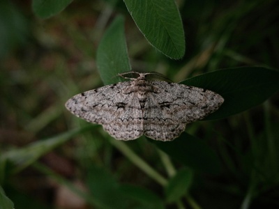 Spongy Moth