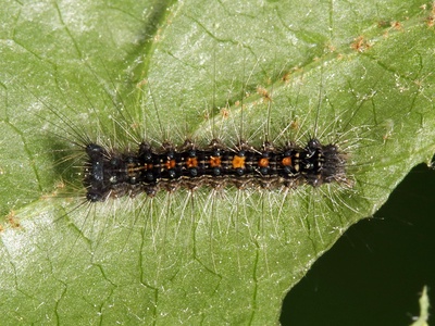 Spongy moth (gypsy moth)