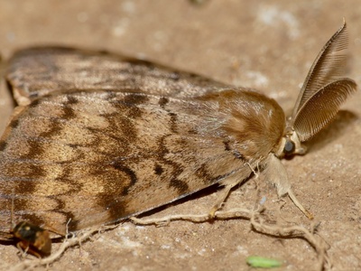 Spongy moth (gypsy moth)