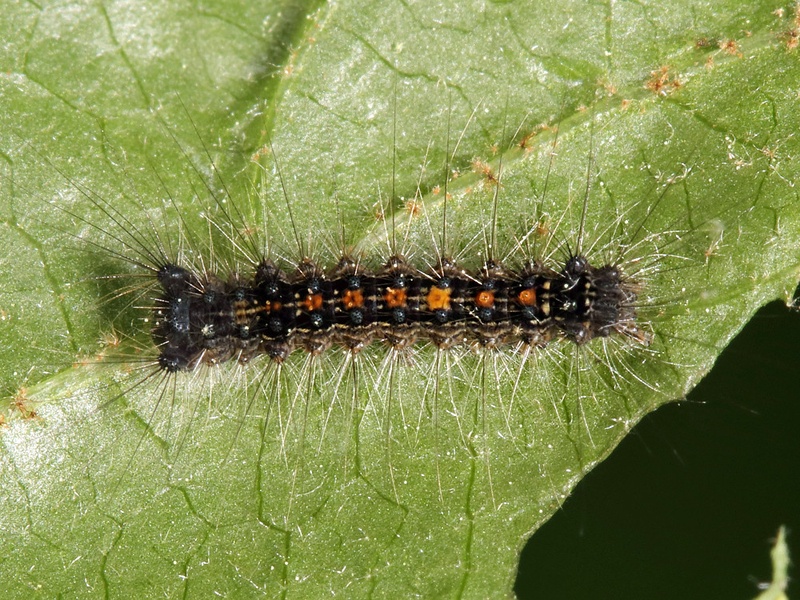 Virginia Invasive Insects The Complete List of Invasive Species in Virginia - Flora Fauna Fun