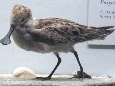 Spoon-billed Sandpiper