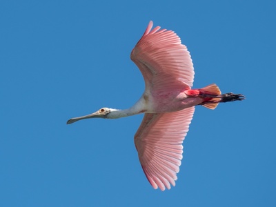 Spoonbill