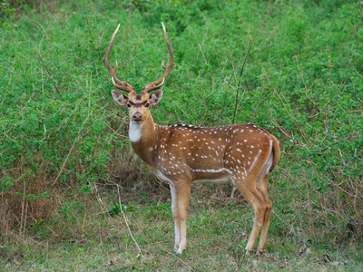 Spotted deer (Chital)
