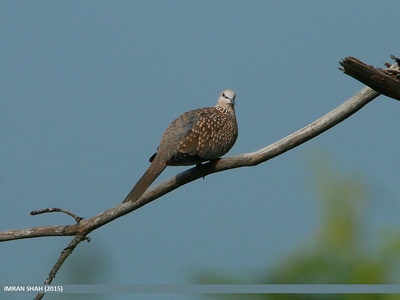Spotted Dove