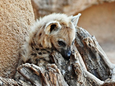 Spotted hyena