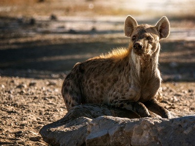 Spotted Hyena