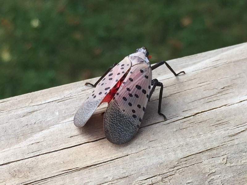 Virginia Invasive Insects The Complete List of Invasive Species in Virginia - Flora Fauna Fun