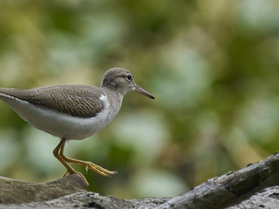 Spotted Sandpiper