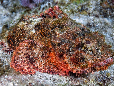 Spotted scorpionfish