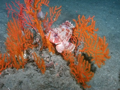 Spotted scorpionfish
