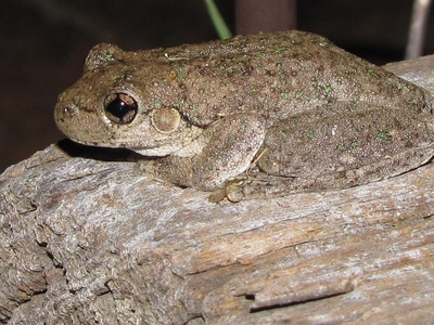 Spotted Tree Frog