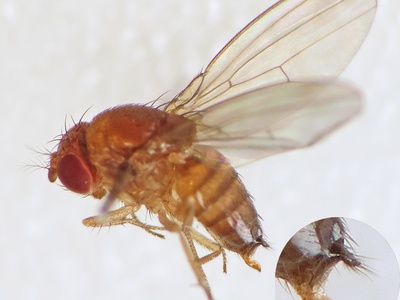 Spotted wing drosophila