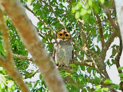 Spotted Wood Owl