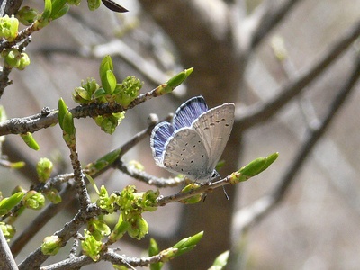 Spring Azure