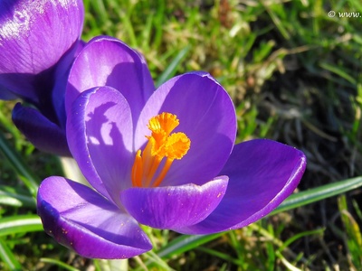 Spring crocus