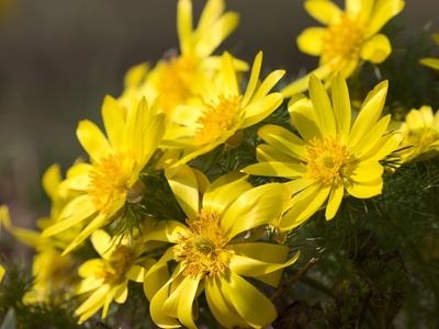 Spring Pheasant's-eye