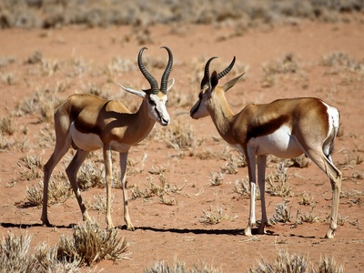 Springbok