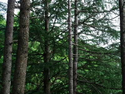 Spruce resin (spruce pitch)