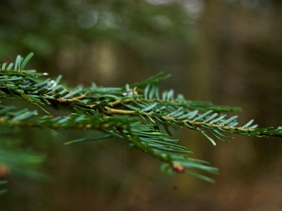 Spruce tips
