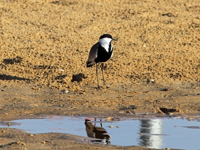 Spur-winged plover