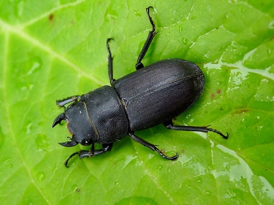 Stag Beetle