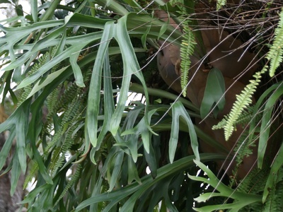Staghorn fern (common)