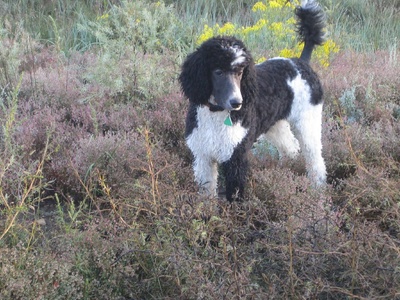 Standard Poodle