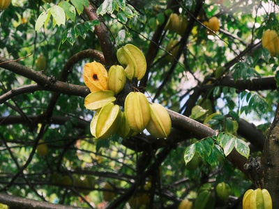 Starfruit (Carambola)