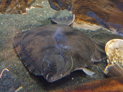 Starry flounder